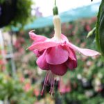 Euro fuchsia of Denmark