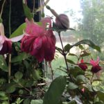Gardenweek